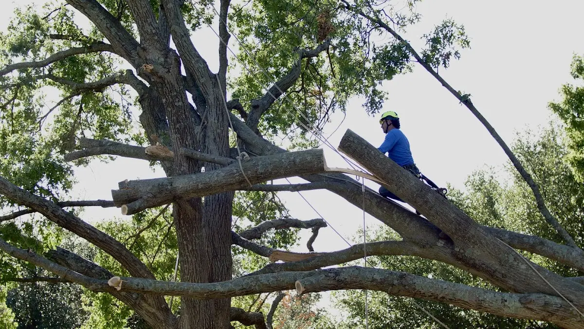 Professional Hazardous Tree Removal performed by certified arborists in Brockwell
